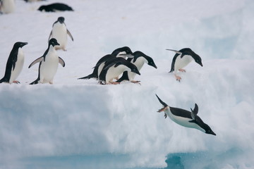 Adelie penguins fly off of an iceberg in Antarctica - 266841384