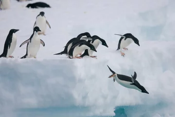 Poster Adelie penguins fly off of an iceberg in Antarctica © willtu