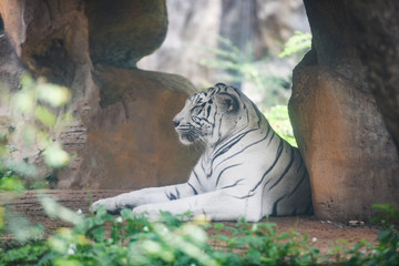 White Tiger lying on ground in farm zoo in the national park / Bengal Tiger