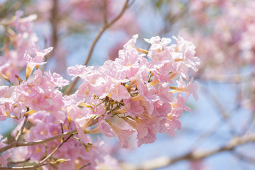 close up of Tabebuia rosea pink trumpet tree 