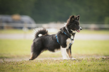 Islandspitz
