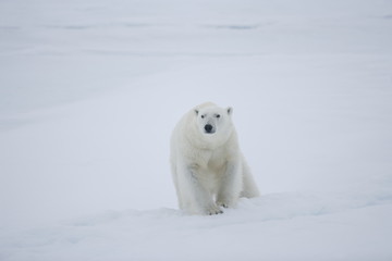 Obraz na płótnie Canvas Polar bear walking across ice in the Arctic