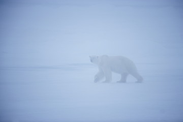 Polar bear in a heavy fog in the Arctic