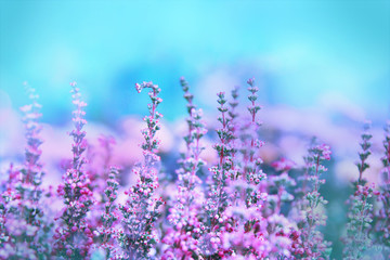 Fototapeta na wymiar Beautiful blossoming cool purple scotch heather Calluna vulgaris