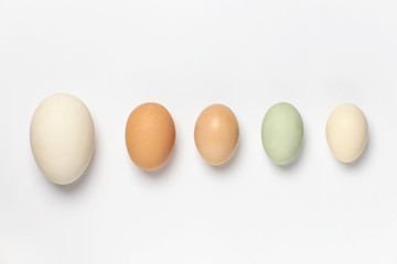 A variety of eggs, goose eggs close-up