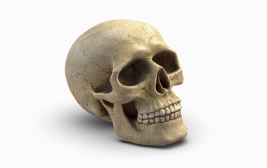 3D illustration of Human skull, isolated on white background