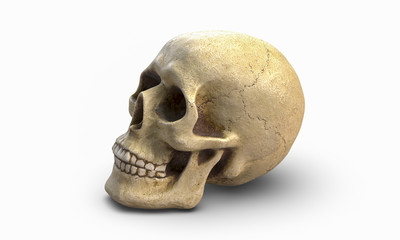 Naklejka premium 3D illustration of Human skull, isolated on white background