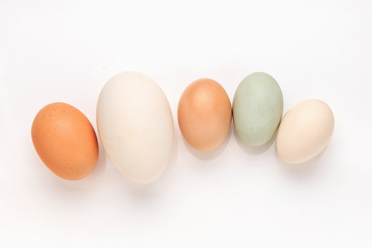 A variety of eggs, goose eggs close-up