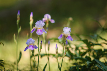 blue irises blossoming in a garden, Giardino dell' Iris