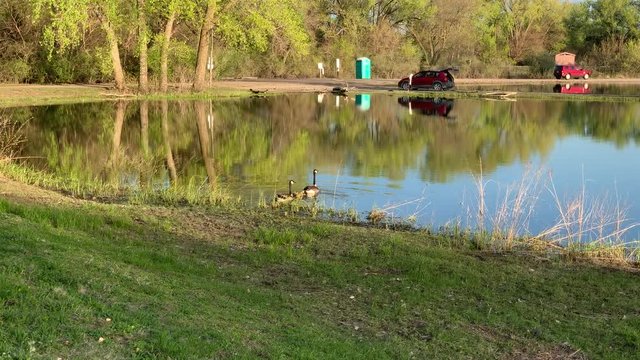 Baby Canadian geese at the lake