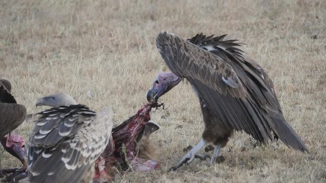 a 180p slow motion clip of a vulture pulling on a hyena carcass at masai mara game reserve in kenya, africa