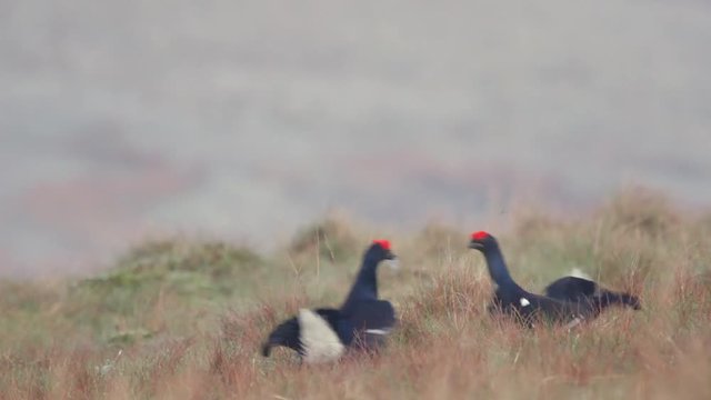 Male Black grouse on their springtime leking ground viciously fighting each other, showing one bird plucking the feathers out of it's opponent's breasts.