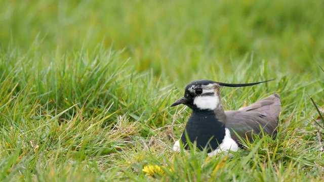 Northern Lapwing on its nest showing it's impressive crest blown by the wind.