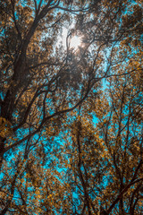 Luz del sol pasando entre ramas y hojas de los arboles