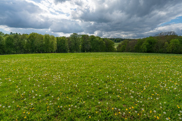 Blumenwiese im Spessart