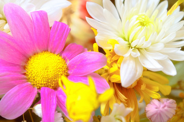Flowers of a gerbera and aster.