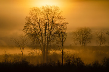 Fototapeta na wymiar 641-77 Trees in Sunrise Mist