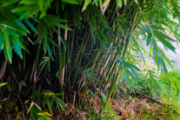 Fresh Bamboo leaves in a forest