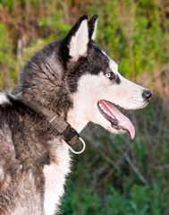 portrait of siberian husky