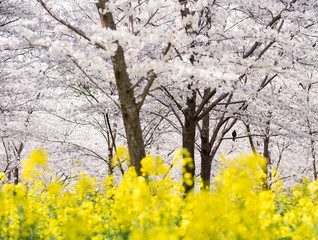 Fototapeta premium Flower plum blossoms in full bloom in Wuhan East Lake. It’s focus at the black bird,