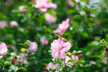 Colorful flowers blooming background, Flower Festival, Summer vibes