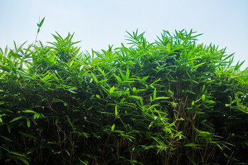 Obraz premium Fresh Bamboo leaves in a forest