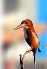 White throated kingfisher