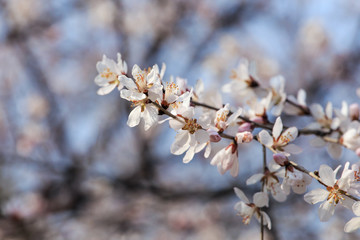 Peach blossom in spring