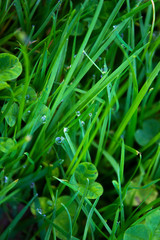 Close up of green grass with water drops