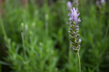 Close up of French Lavender 