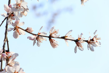 Peach blossom in spring