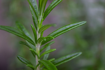 Organic rosemary plant - Close up of herb in nature. 