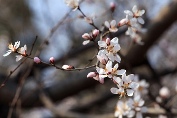 Peach blossom in spring