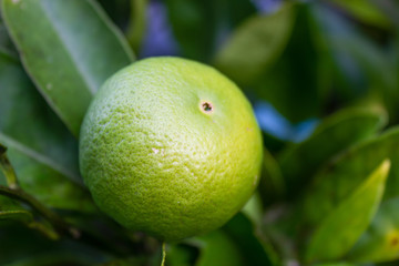 Green Unripe Lemon on branch