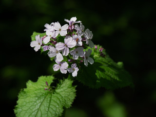 Spring forest flowers