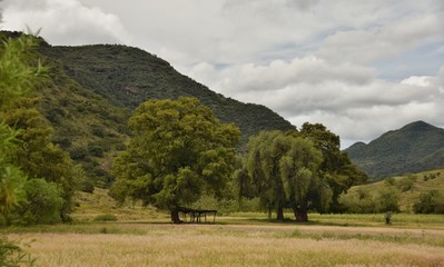 campo arbolado mexico