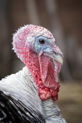 Turkey Gobbler head closeup photo