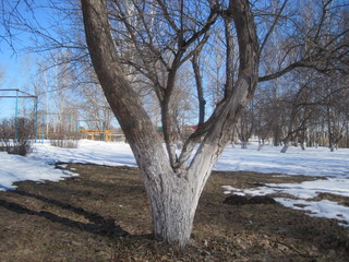 tree in winter