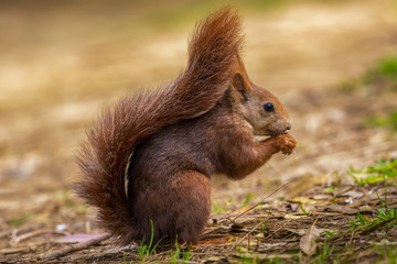 Naklejka na ściany i meble A red European squirrel sits at the ground in a forest and eats a nut in front of a soft background with beautiful bokeh.