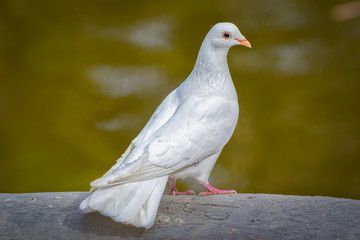 A beautiful white dove stands by a pond on a log and enjoys the beautiful sunny day by the water.