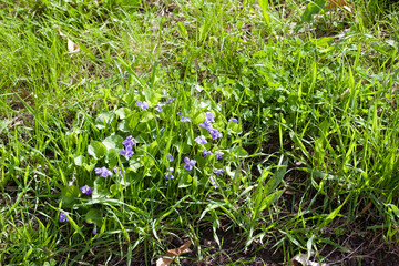 Close up view of common blue violets growing naturally in their woodland prairie habitat