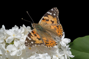 brown butterfly with opened wings sitting on white lilac blossoming isolated on black