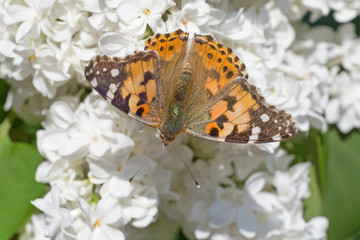 brown butterfly with opened wings sitting on white lilac blossoming