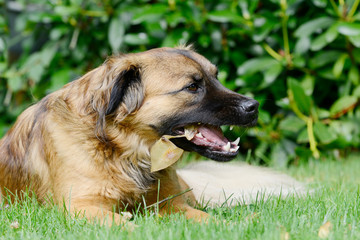 Dog lying on meadow and eat bone
