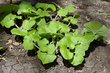 Close up view of uncultivated Canadian wild ginger plants growing in their native woodland environment