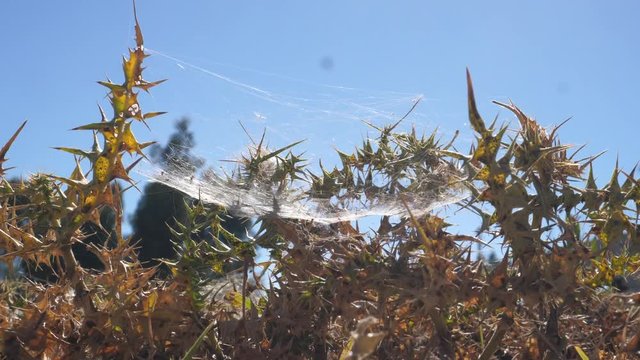 spider web set up between Diplotaxis plants