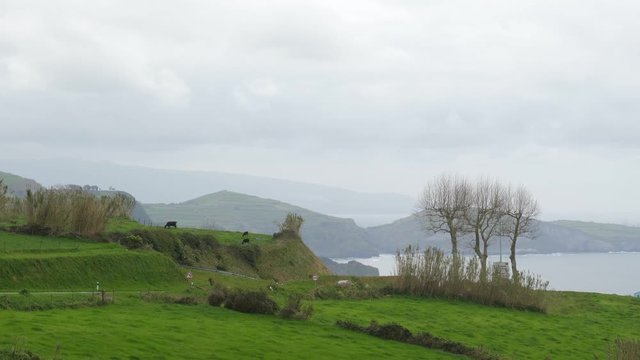 landscape with the cows and the ocean in the background
