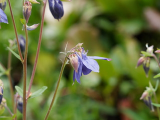 Aquilegia vulgaris - Ancolie commune ou ancolie des jardins avec ses pétales bleus en forme de...