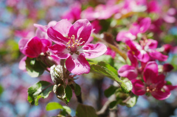 Fototapeta na wymiar Blooming apple tree branch on natural background