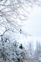 Fototapeta na wymiar blue jay in winter 